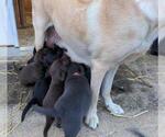Small #13 Breeder Profile image