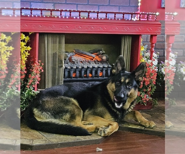 Medium Photo #1  Breeder Profile in GREENSBURG, PA, USA