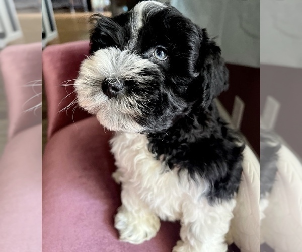 Medium Photo #2  Breeder Profile in WELLINGTON, AL, USA