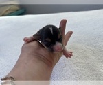 Small #6 Breeder Profile image