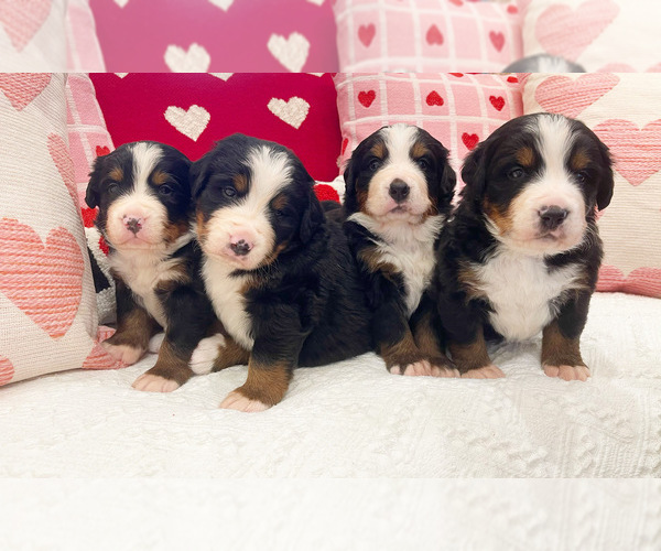 Medium Photo #1  Breeder Profile in LEBANON, MO, USA
