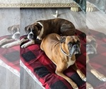 Small #4 Breeder Profile image