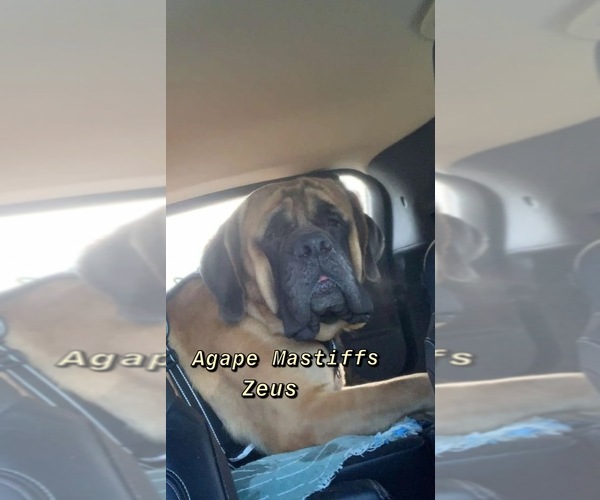 Medium Photo #5  Breeder Profile in MORRISTON, FL, USA
