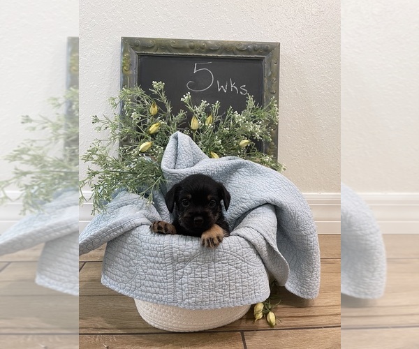 Medium Photo #19  Breeder Profile in OSTEEN, FL, USA