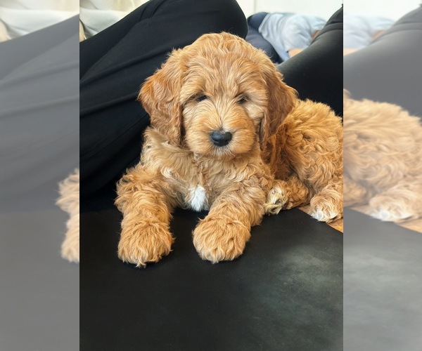 Medium Photo #1  Breeder Profile in BUFFALO, NY, USA