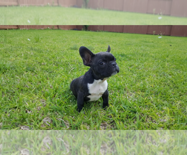 Medium Photo #1  Breeder Profile in CYPRESS, TX, USA