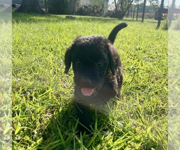 Medium Photo #2  Breeder Profile in WAVERLY, VA, USA