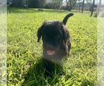 Small #1 Breeder Profile image