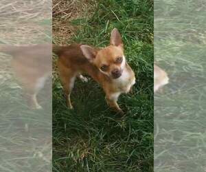Main photo of Chihuahua Dog Breeder near TACOMA, WA, USA