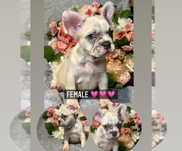 Medium Photo #1  Breeder Profile in TRACY, CA, USA