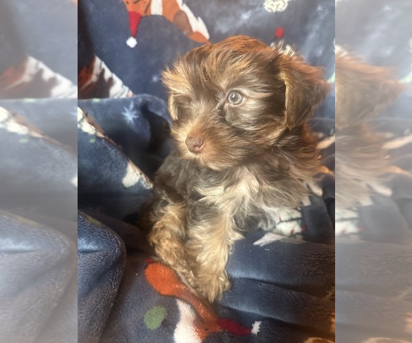 Medium Photo #23  Breeder Profile in MACON, GA, USA