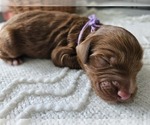 Small #2 Breeder Profile image