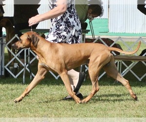 Rhodesian Ridgeback Dog Breeder near WATERFORD, WI, USA