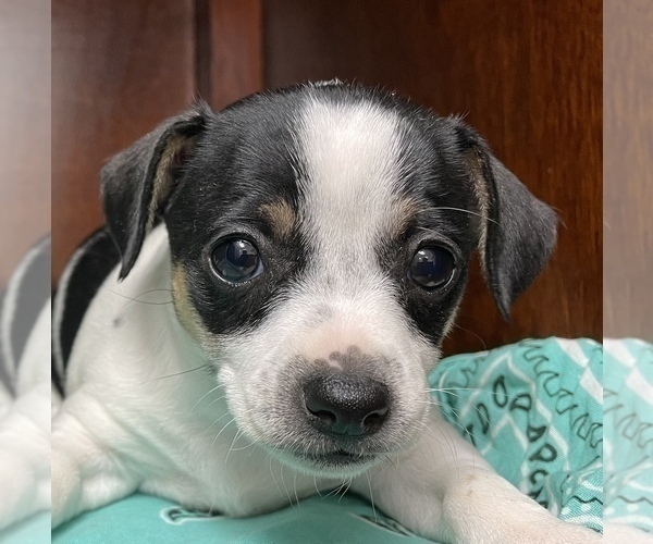 Medium Photo #14  Breeder Profile in WHITAKERS, NC, USA
