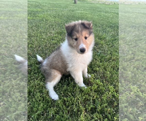 Medium Photo #1  Breeder Profile in HOYLETON, IL, USA
