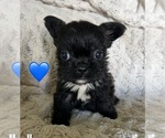 Small #4 Breeder Profile image