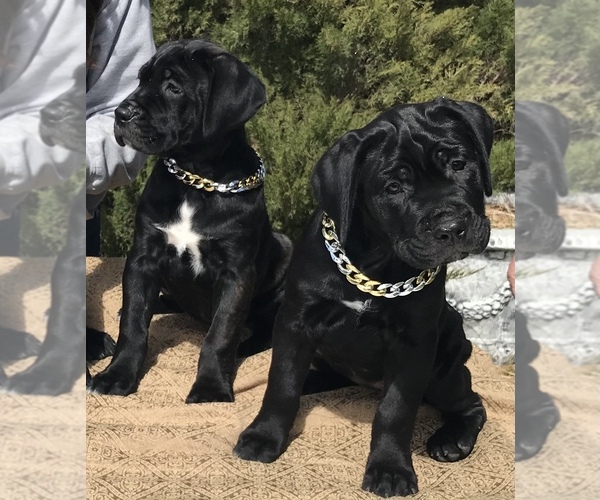 Medium Photo #1  Breeder Profile in LOYALTON, CA, USA