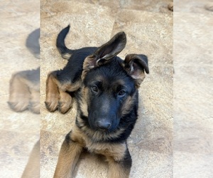 German Shepherd Dog Dog Breeder near JOHNSTOWN, CO, USA