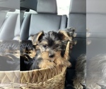 Small breeder photo