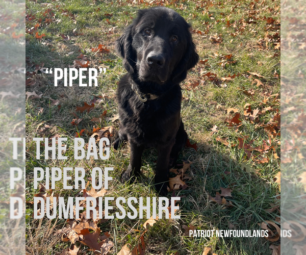 Medium Photo #10  Breeder Profile in MARTINSBURG, WV, USA