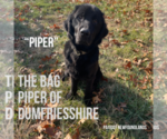 Small #9 Breeder Profile image