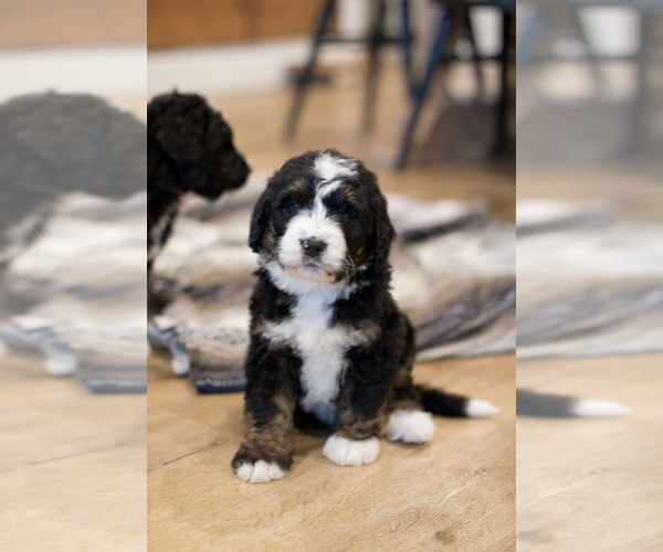 Medium Photo #15  Breeder Profile in DENVER, PA, USA