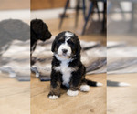 Small #14 Breeder Profile image