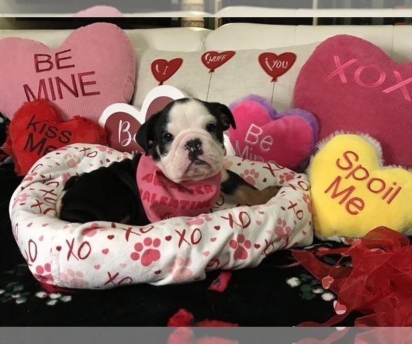 Medium Photo #8  Breeder Profile in LEHIGH ACRES, FL, USA