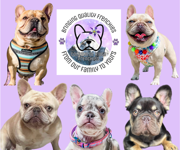 Medium Photo #1  Breeder Profile in GREELEY, CO, USA
