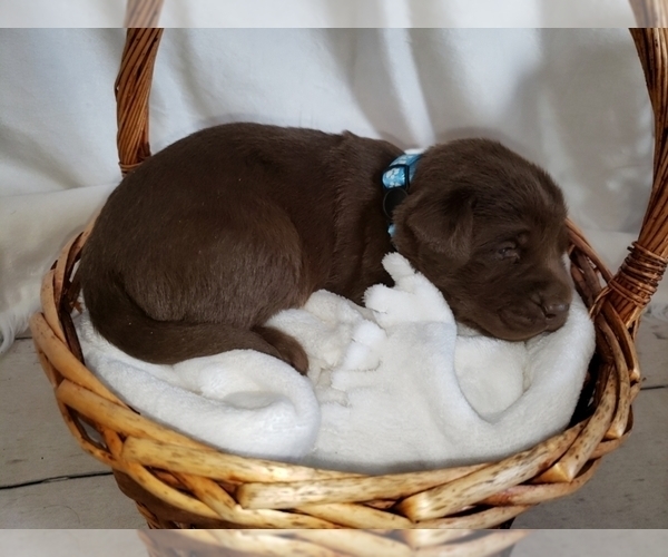 Medium Photo #1  Breeder Profile in WEAVERVILLE, NC, USA