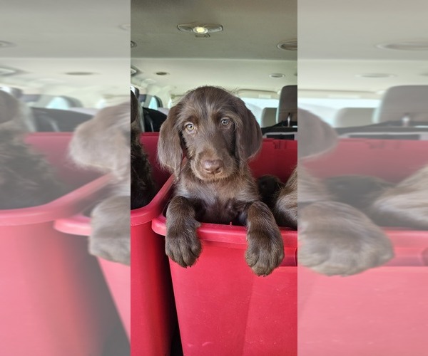 Medium Photo #25  Breeder Profile in SAN ANTONIO, TX, USA