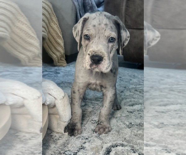 Medium Photo #14  Breeder Profile in COVINGTON, LA, USA