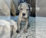 Small #13 Breeder Profile image