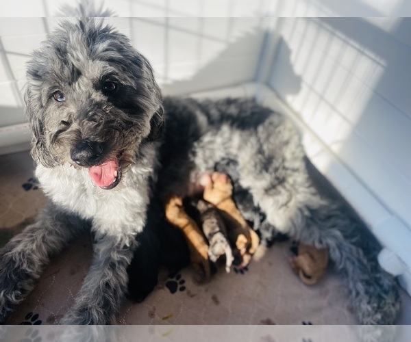 Medium Photo #1  Breeder Profile in NEWMANSTOWN, PA, USA