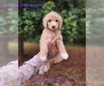 Small breeder photo