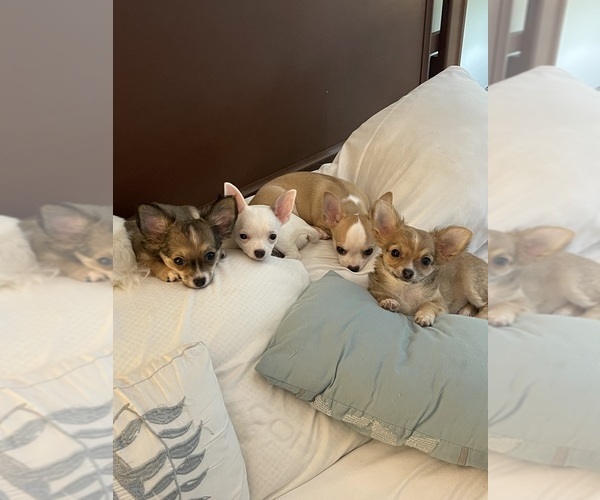 Medium Photo #1  Breeder Profile in COLUMBIA, SC, USA