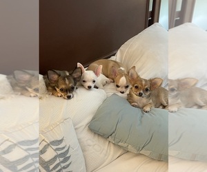 Chihuahua Dog Breeder near COLUMBIA, SC, USA