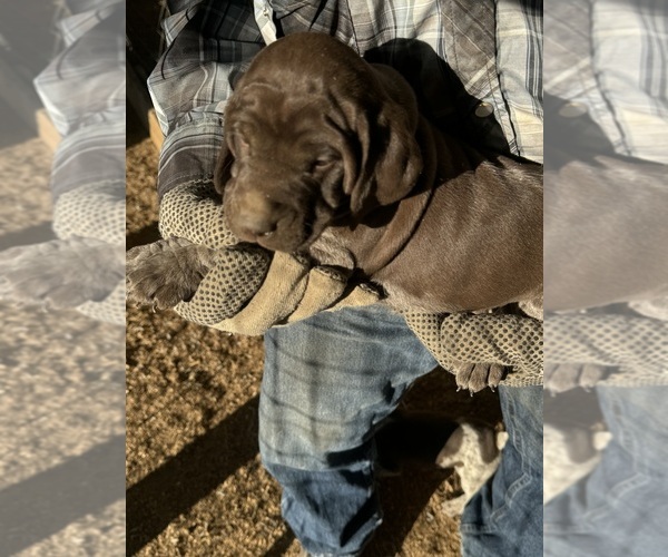 Medium Photo #5  Breeder Profile in MONTROSE, CO, USA