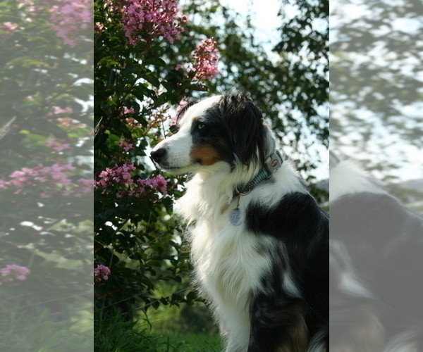 Medium Photo #1  Breeder Profile in BELLE CENTER, MO, USA