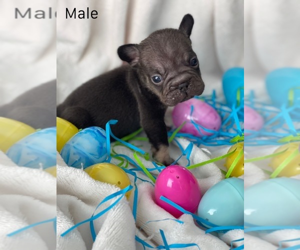 Medium Photo #2  Breeder Profile in CASA GRANDE, AZ, USA