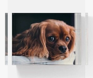 Medium Breeder Profile Photo