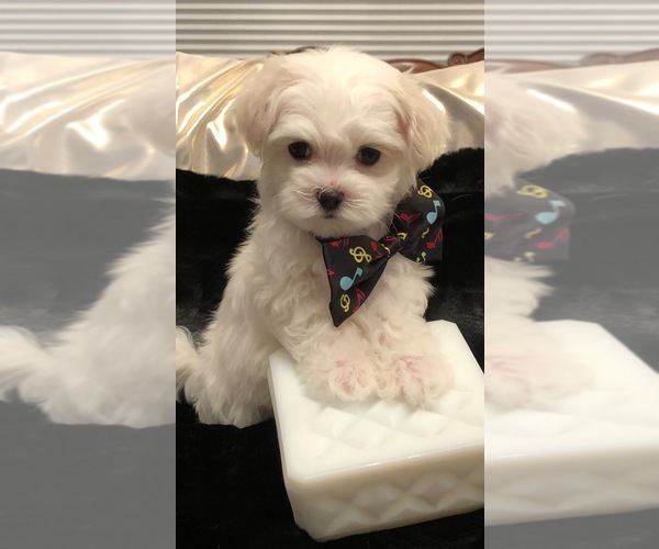 Medium Photo #1  Breeder Profile in CHICKAMAUGA, GA, USA