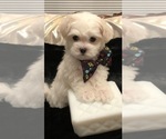 Small breeder photo