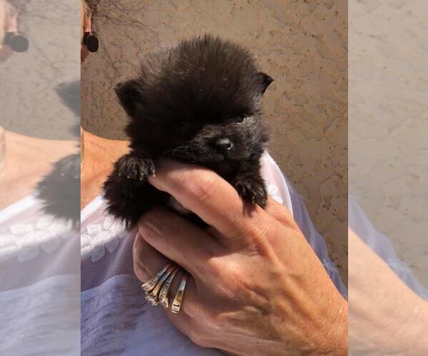 Medium Photo #1  Breeder Profile in SIERRA VISTA, AZ, USA