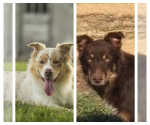 Medium Photo #1  Breeder Profile in Greensburg, KY, USA