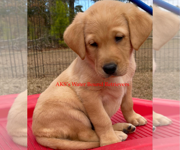 Medium Photo #19  Breeder Profile in NEWPORT, NC, USA