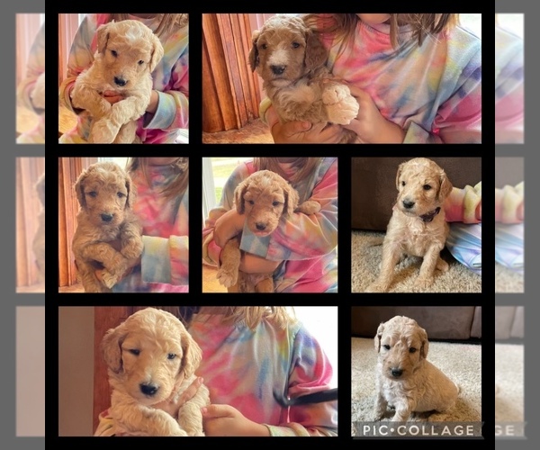 Medium Photo #1  Breeder Profile in BURKBURNETT, TX, USA