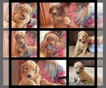 Small breeder photo