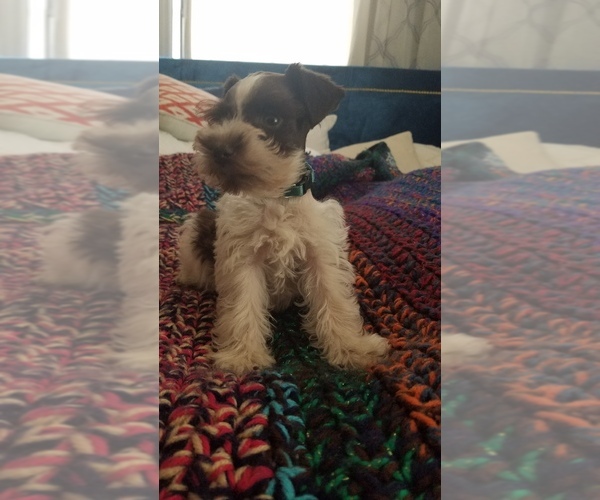 Medium Photo #16  Breeder Profile in FAYETTEVILLE, NC, USA