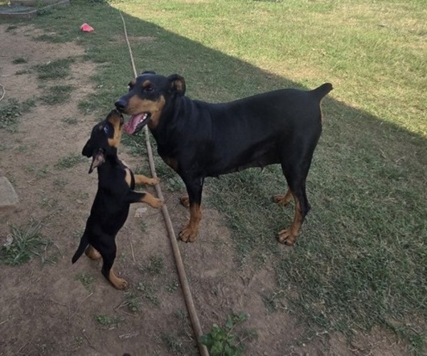 Medium Photo #1  Breeder Profile in LAVACA, AR, USA